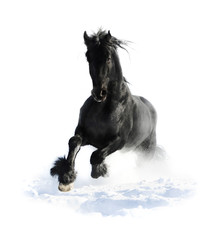 Black horse runs gallop in winter on the white