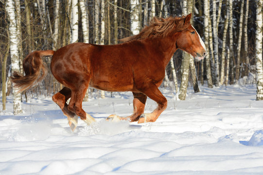 Red heavy horse runs gallop in winter