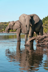Fototapeta na wymiar Rzeka Chobe słonie