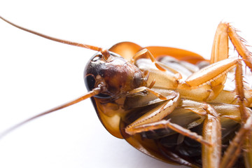 Macroaufnahme von Küchenschabe