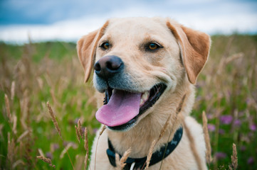 Yellow Labrador