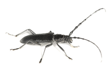 Capricorn beetle, Cerambyx scopolii isolated on white background