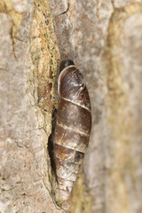 Land snail on wood, macro photo