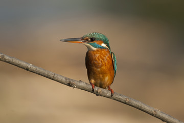 Female Kingfisher