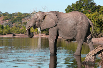 Fototapeta na wymiar Chobe river słonia