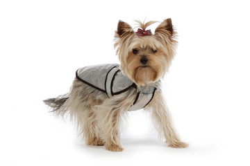 chien Yorkshire avec imperméable