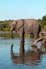 Fototapeta na wymiar Chobe river słonia