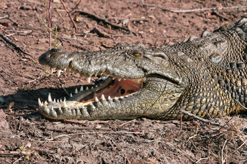 Chobe river crocodile