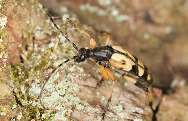 Long horn beetle, Rutpela maculata macro photo