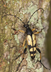 Long horn beetle, Rutpela maculata macro photo