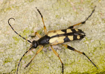 Long horn beetle, Rutpela maculata macro photo