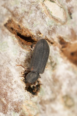 Synchita humeralis on wood, extreme close up