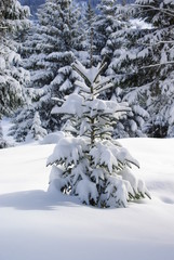 Sapin et neige