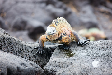 Male marine iguana