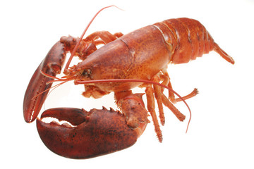 Lobster