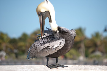 Pelican