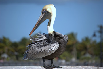 Pelican