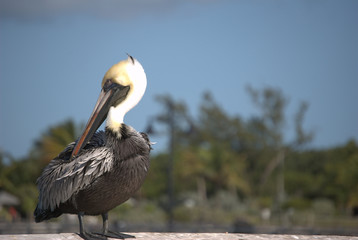 Pelican