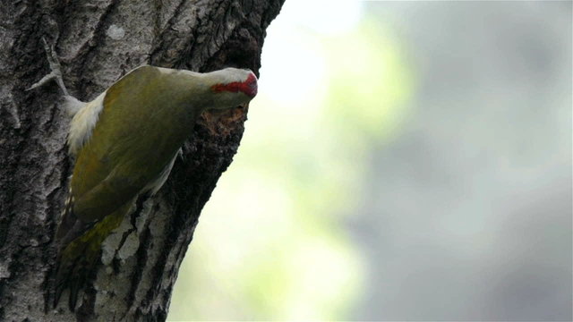 Green woodpecker (Picus viridis) feeding chick at nest