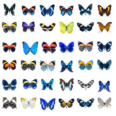 Collection de papillons sur fond blanc en haute définition - obrazy, fototapety, plakaty