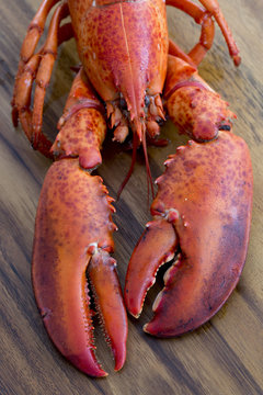 Lobster in cuisine