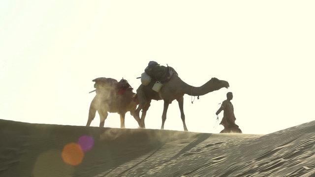 Teamster pulling two camels across the desert.