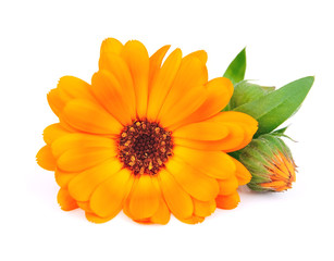 Calendula flowers - obrazy, fototapety, plakaty