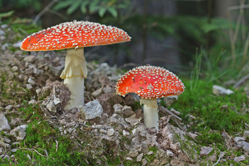 Amanita muscaria