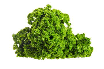 Fototapeta premium fresh bunch of parsley isolated on white