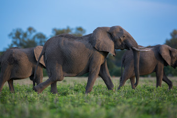Fototapeta na wymiar Stado słoni w Zambii, Afryka safari