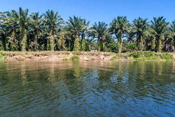 Oil palm plantation