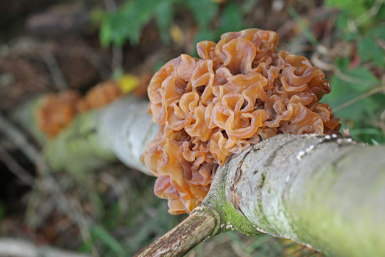 brown mushroom on the tree