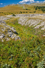 Windy Arbour.Crimean landscape.