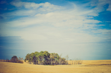 Obraz premium Wheat field after harvest - Drumheller Alberta - LOMO