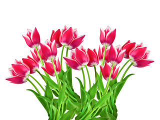 Fototapeta premium tulips isolated on white background