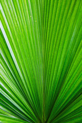 Obraz premium close up of fresh green leaf texture