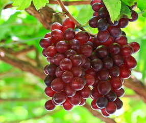 Red grapes