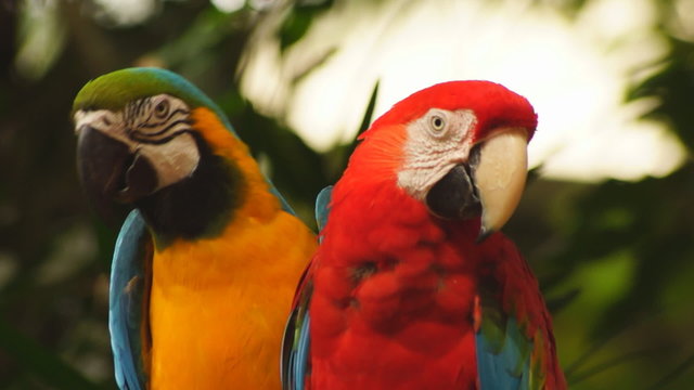 Macaw