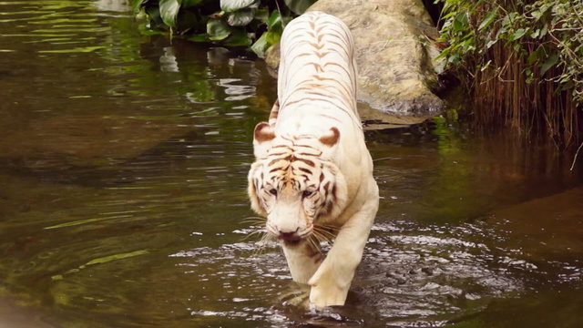White tiger