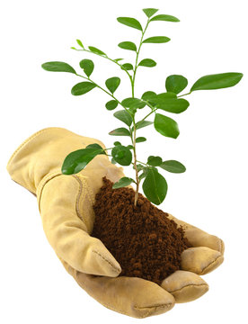 concept protection de la nature, gant et jeune arbre