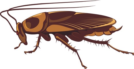 cockroach