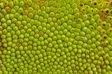 Jack fruit skin texture