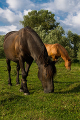 Obraz premium two horses eat grass
