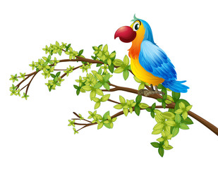A colorful parrot