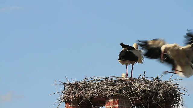 Storchennest