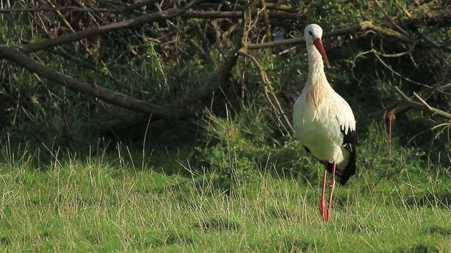 Storch