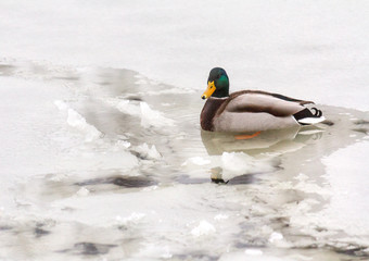 Fototapeta premium Mallard duck in unfrozen patch of water