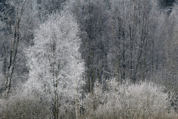 Zimowa Scenerja