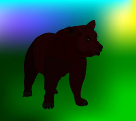 Vector bear