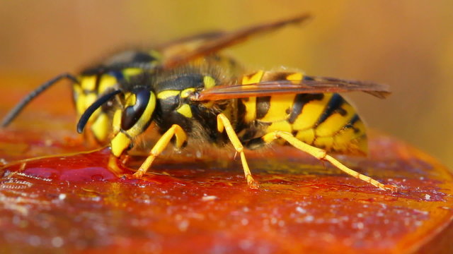 macro view on wasp eating honey